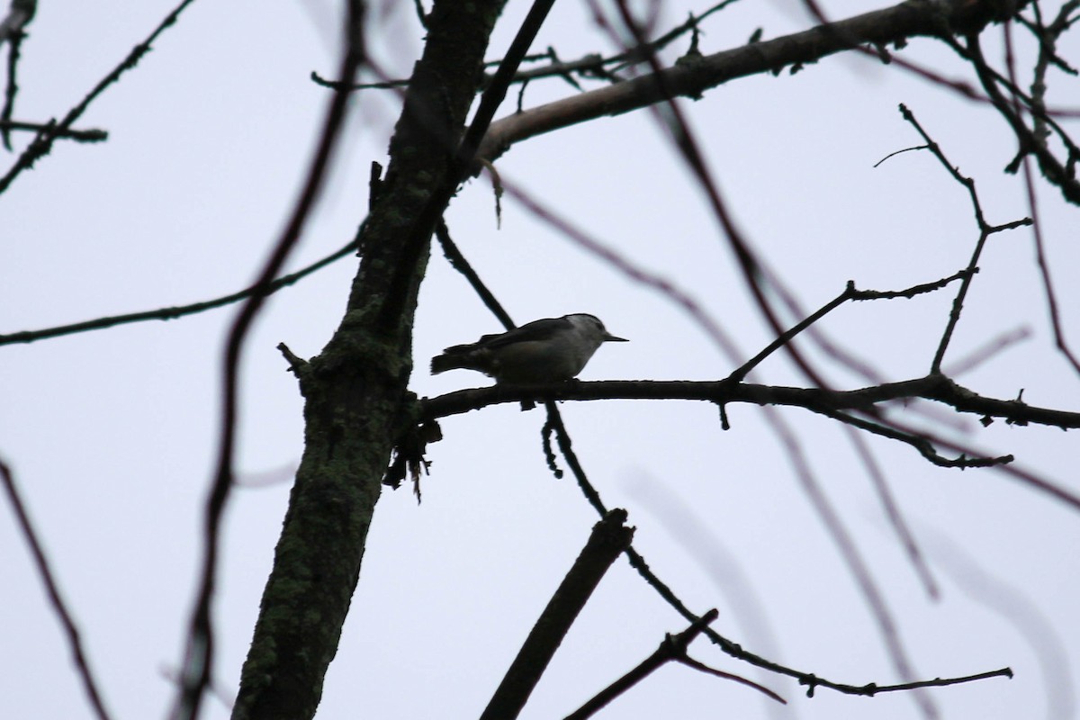 White-breasted Nuthatch - ML104142451