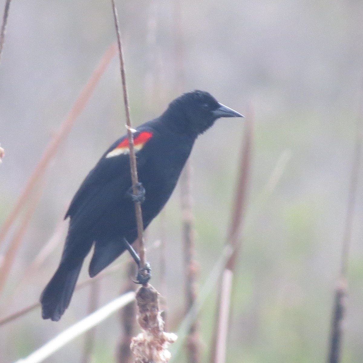 Red-winged Blackbird - ML104145611
