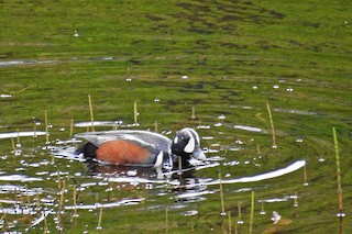Harlequin Duck, ML104148021