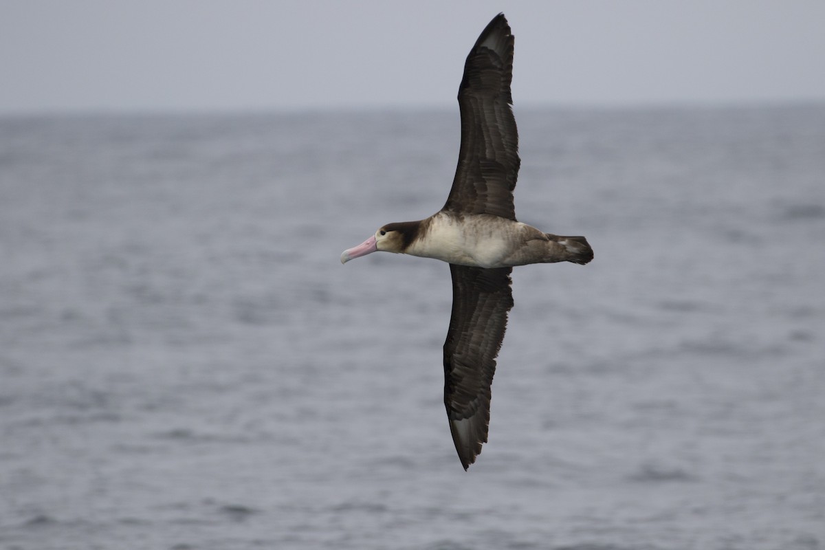 Albatros à queue courte - ML104148161
