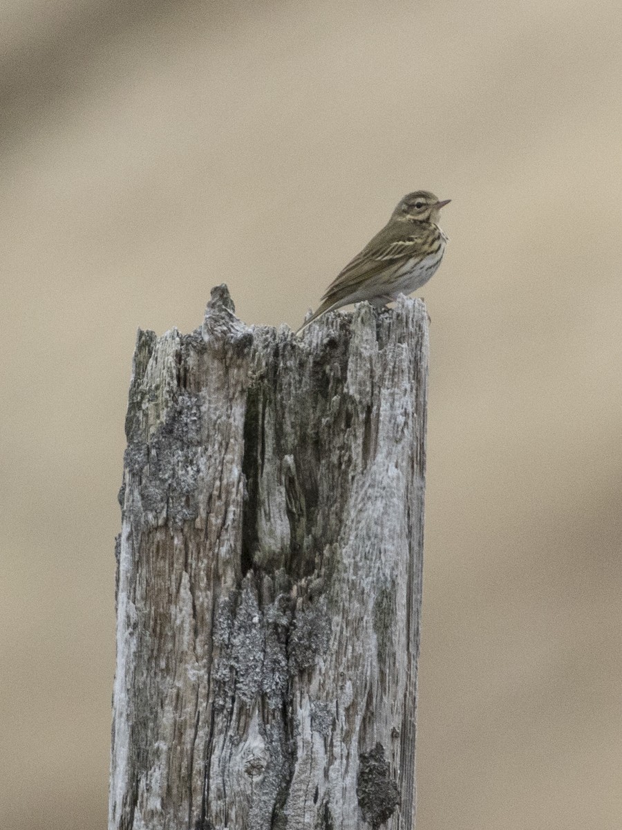 Olive-backed Pipit - ML104150281