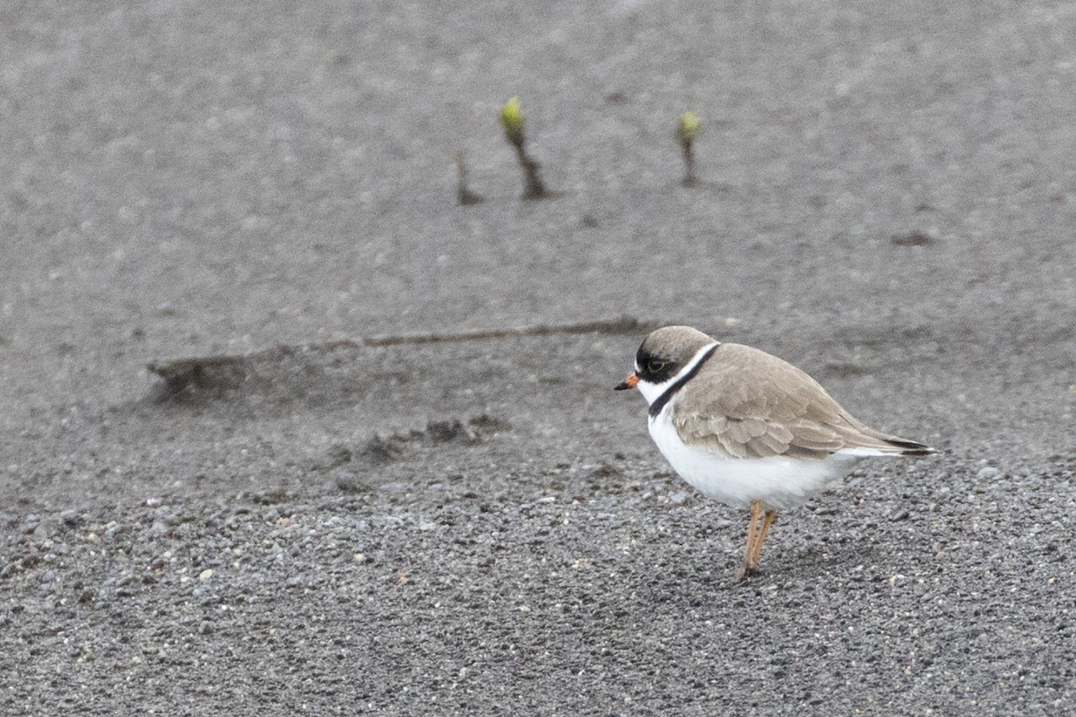 Semipalmated Plover - ML104151151