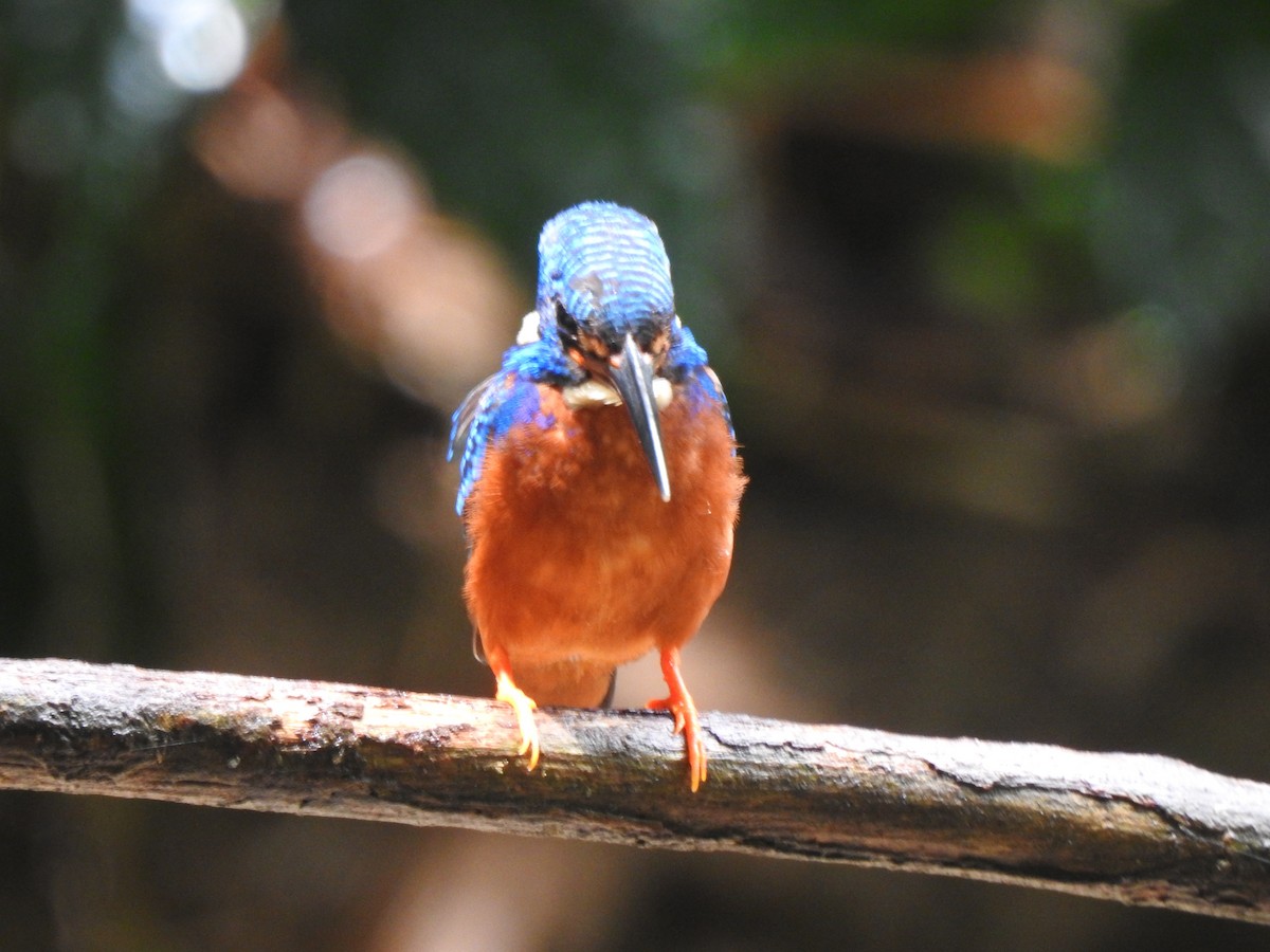 Blue-eared Kingfisher - Michael Hurben