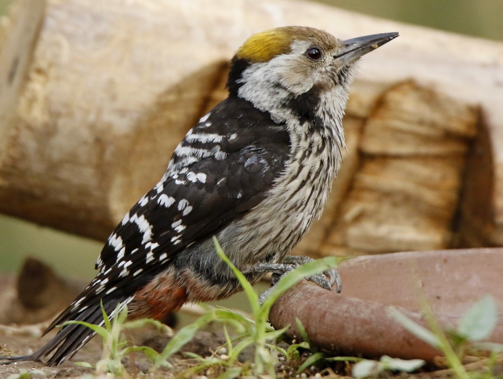 Brown-fronted Woodpecker - Subhadra Devi