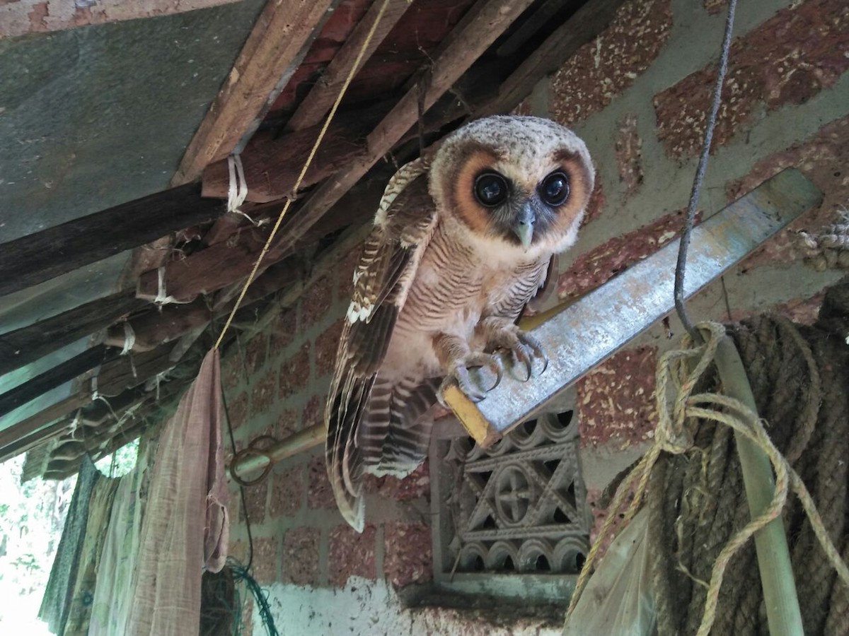 Brown Wood-Owl - ML104154481