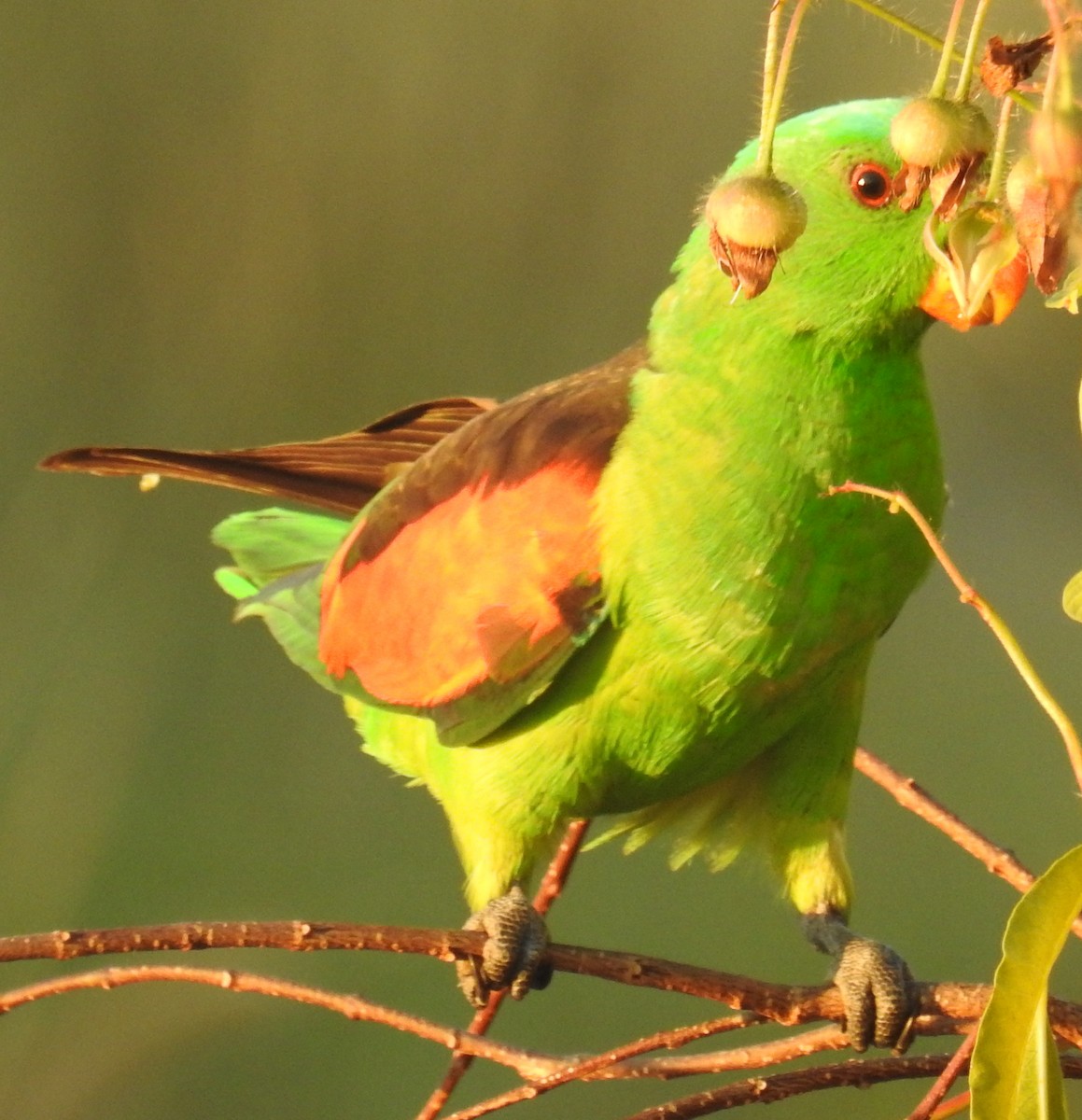 Red-winged Parrot - Colin Trainor