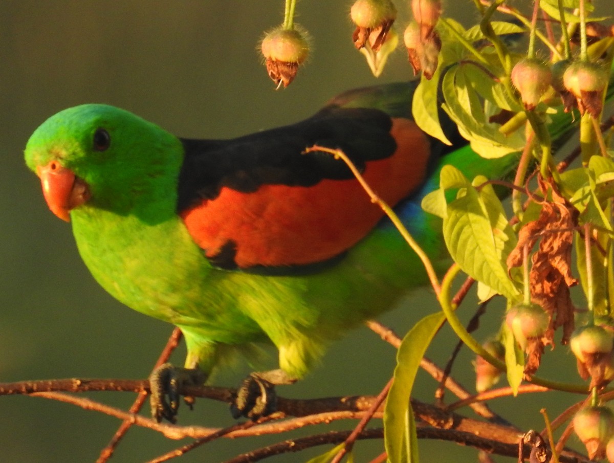 Red-winged Parrot - Colin Trainor