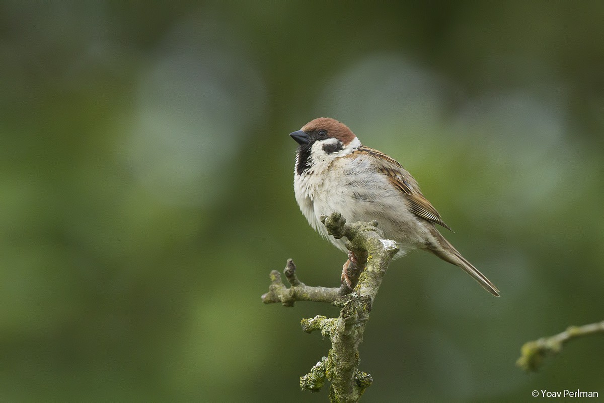 Eurasian Tree Sparrow - Yoav Perlman