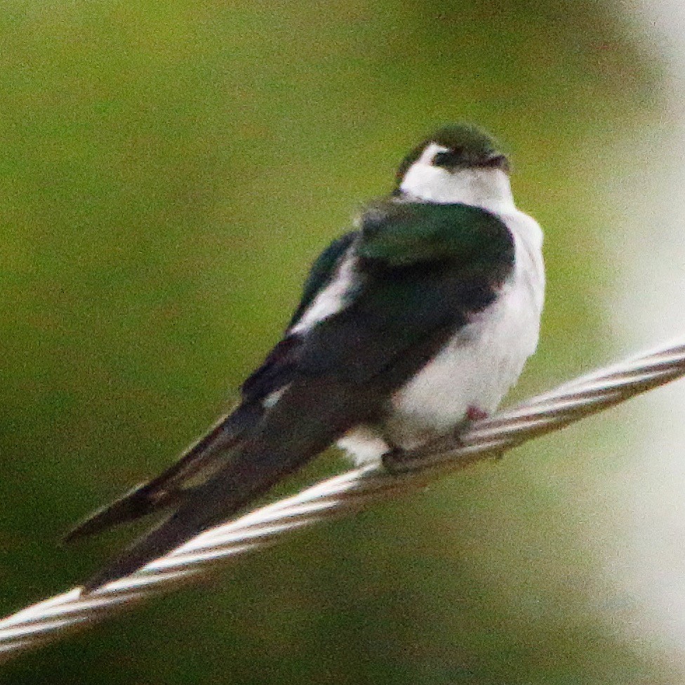 Violet-green Swallow - ML104160461