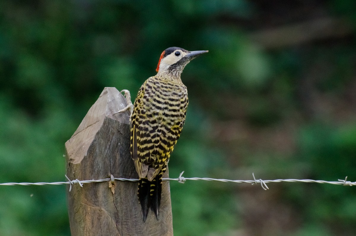 Green-barred Woodpecker - Marcos Eugênio Birding Guide