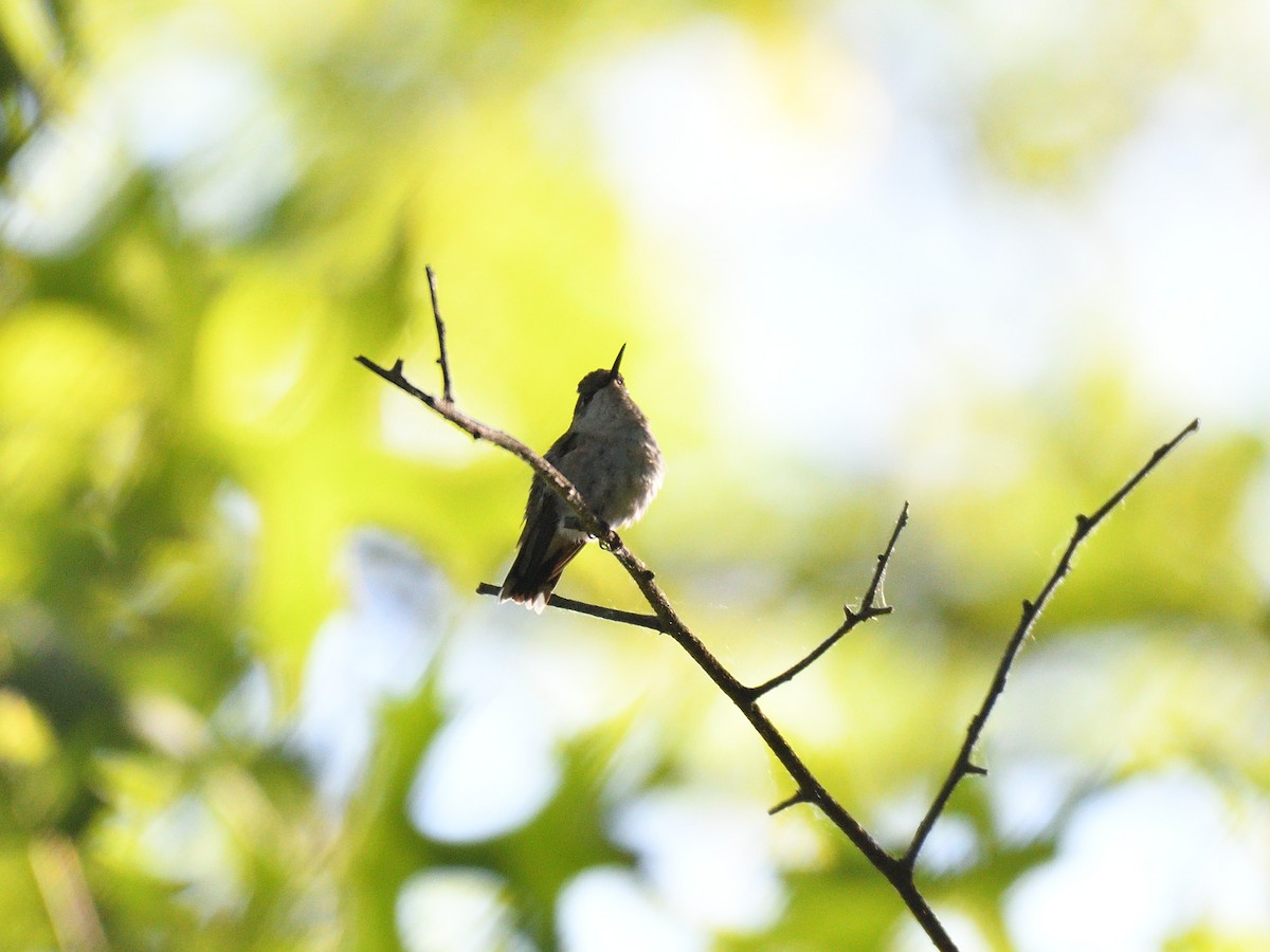 Ruby-throated Hummingbird - Hugh Whelan