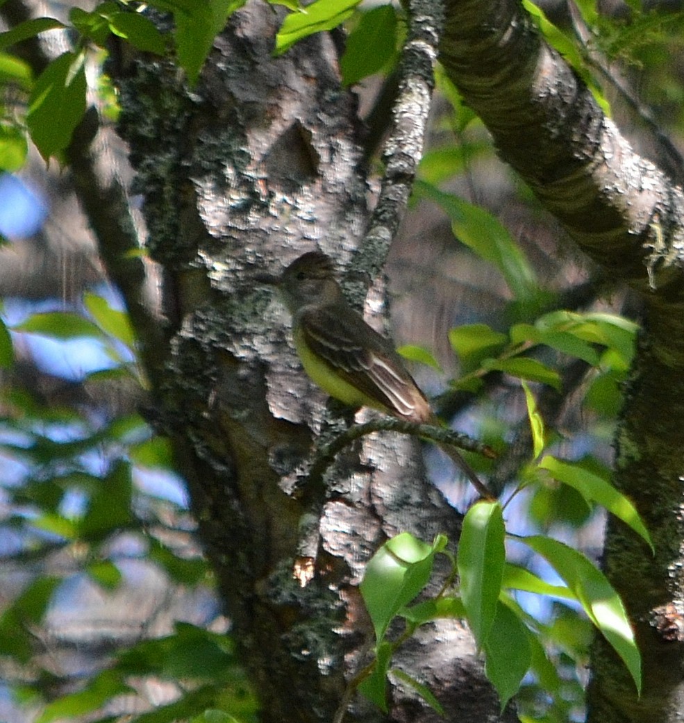 Great Crested Flycatcher - ML104163661