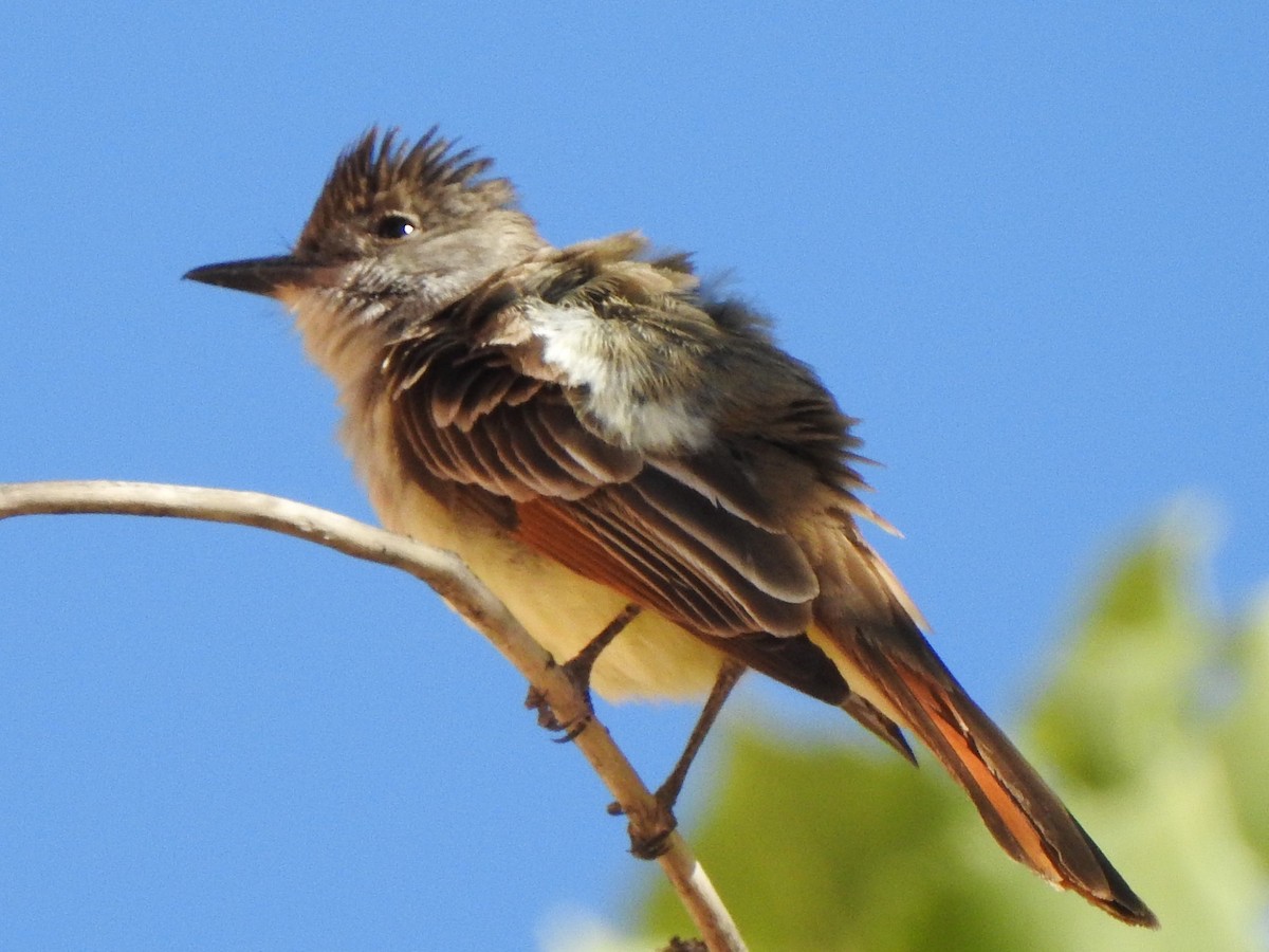Ash-throated Flycatcher - Timothy Carstens