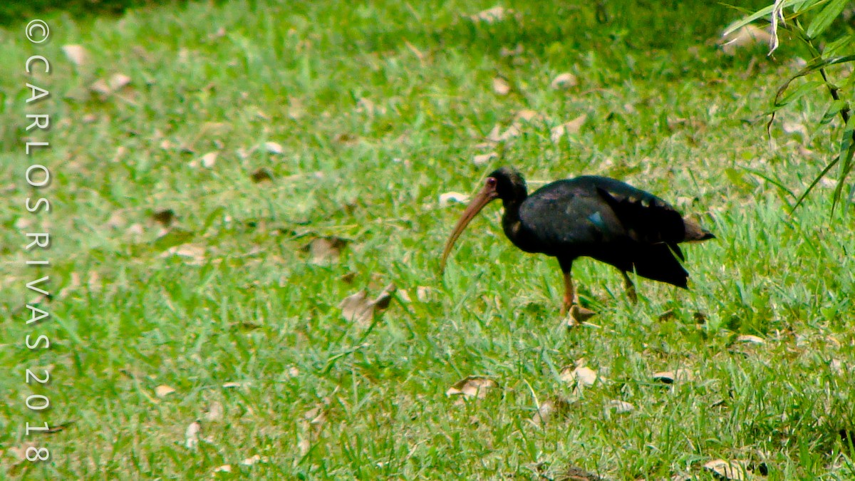 ibis tmavý - ML104166711
