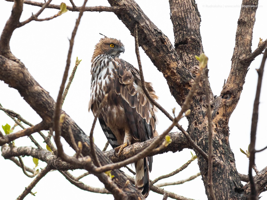 Changeable Hawk-Eagle (Crested) - ML104167471