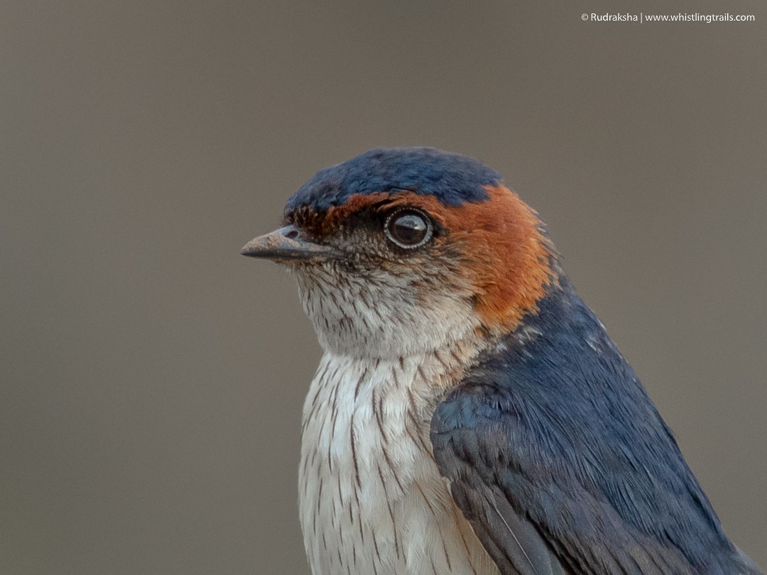 Red-rumped Swallow - ML104167591