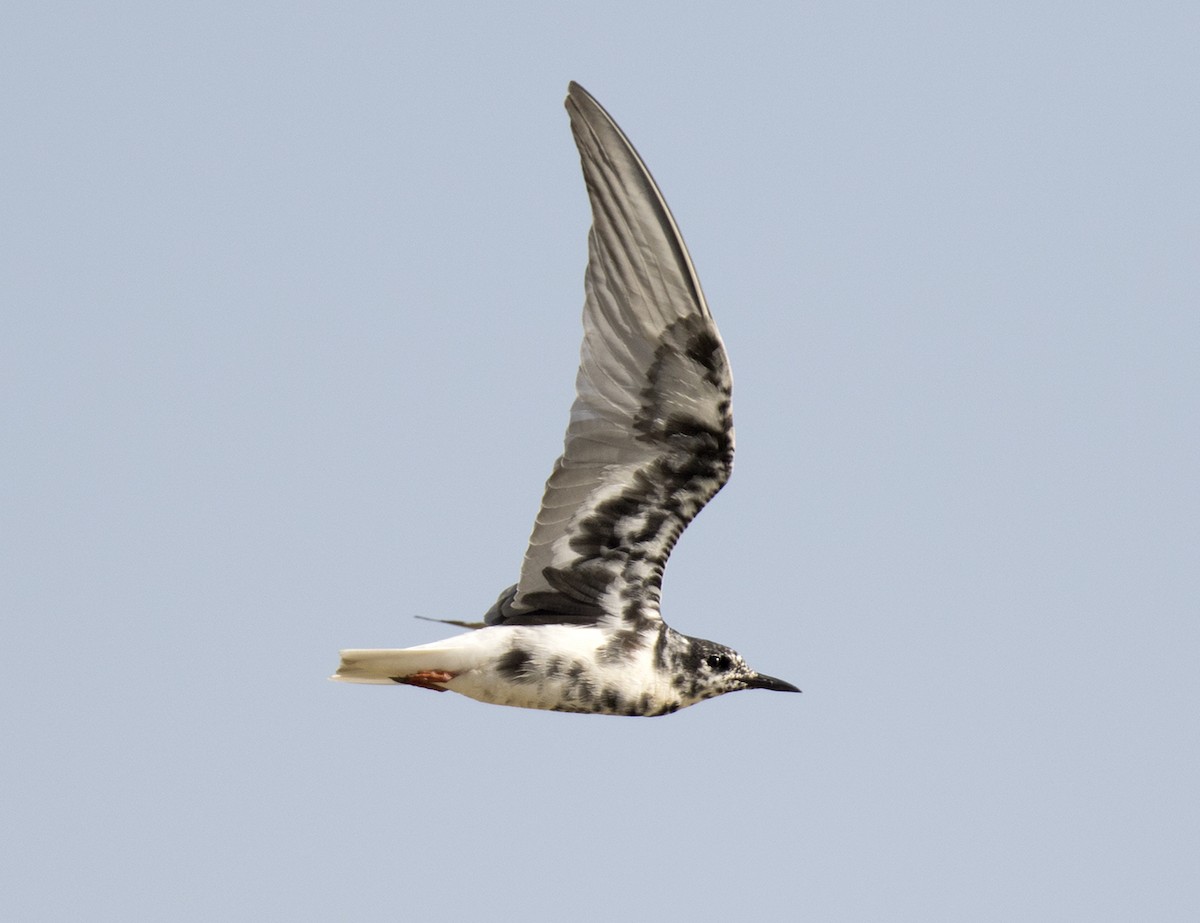 White-winged Tern - ML104168361