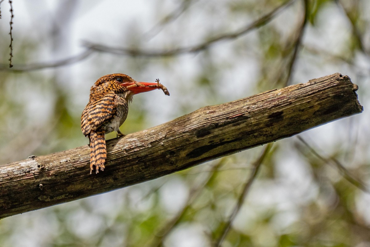 Banded Kingfisher - Somsak jaitrong