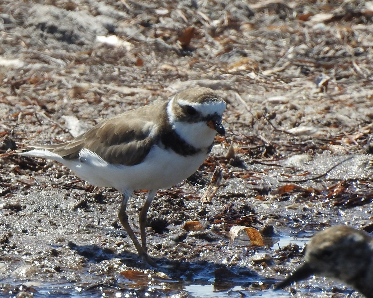 Semipalmated Plover - Wendy Meehan