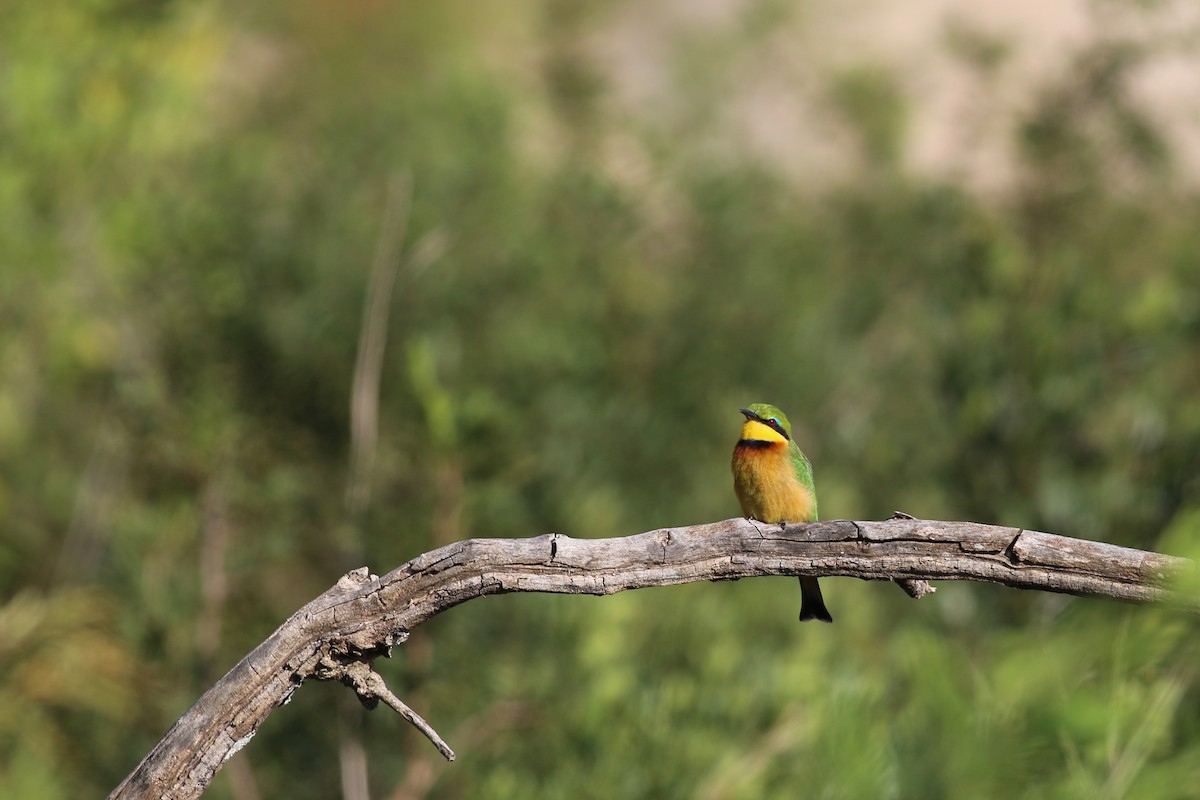 Little Bee-eater - Peter Hosner