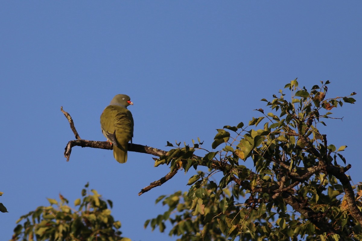 Африканский зелёный голубь - ML104175221