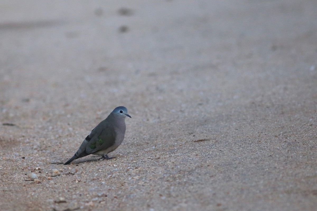 Emerald-spotted Wood-Dove - ML104175341