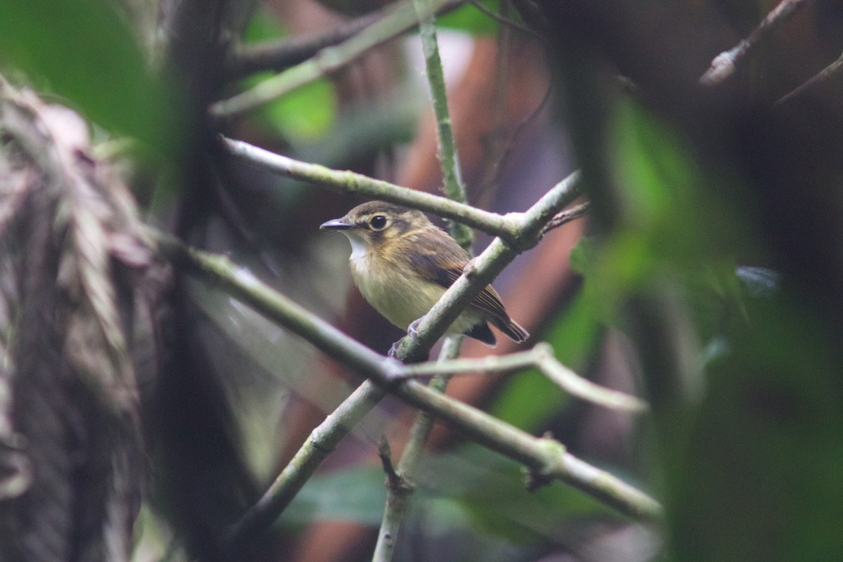 White-throated Spadebill - Mike Seager