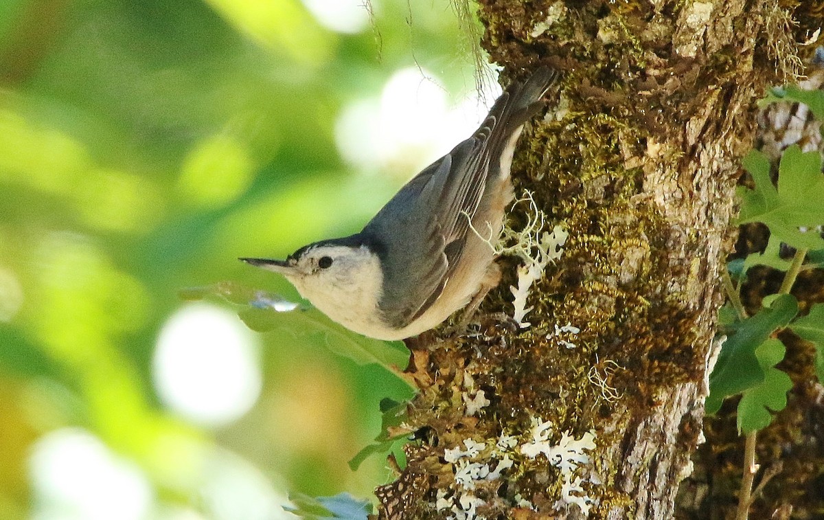 White-breasted Nuthatch - ML104175431