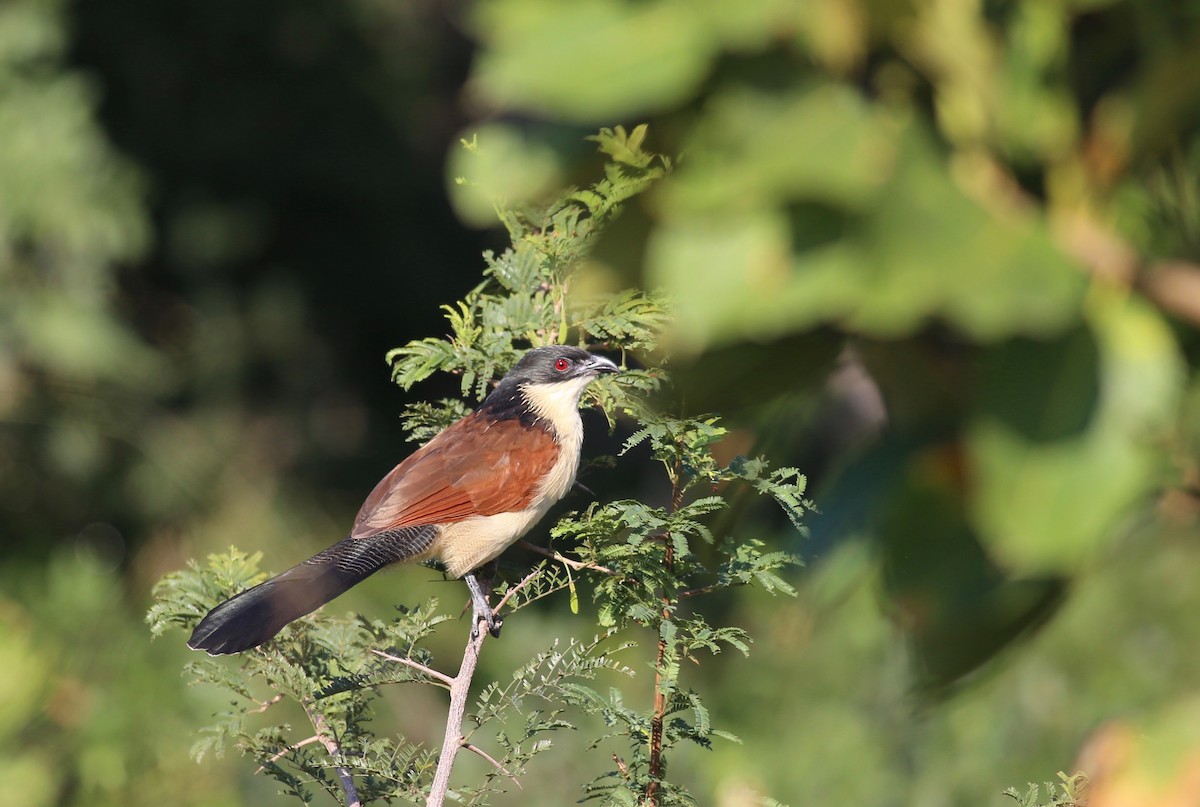 White-browed Coucal (Burchell's) - Peter Hosner