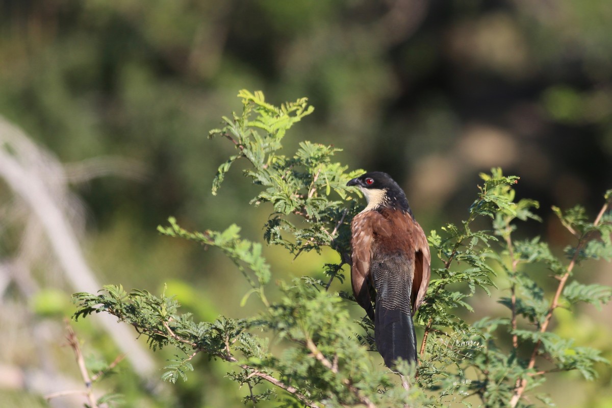 White-browed Coucal (Burchell's) - ML104175831