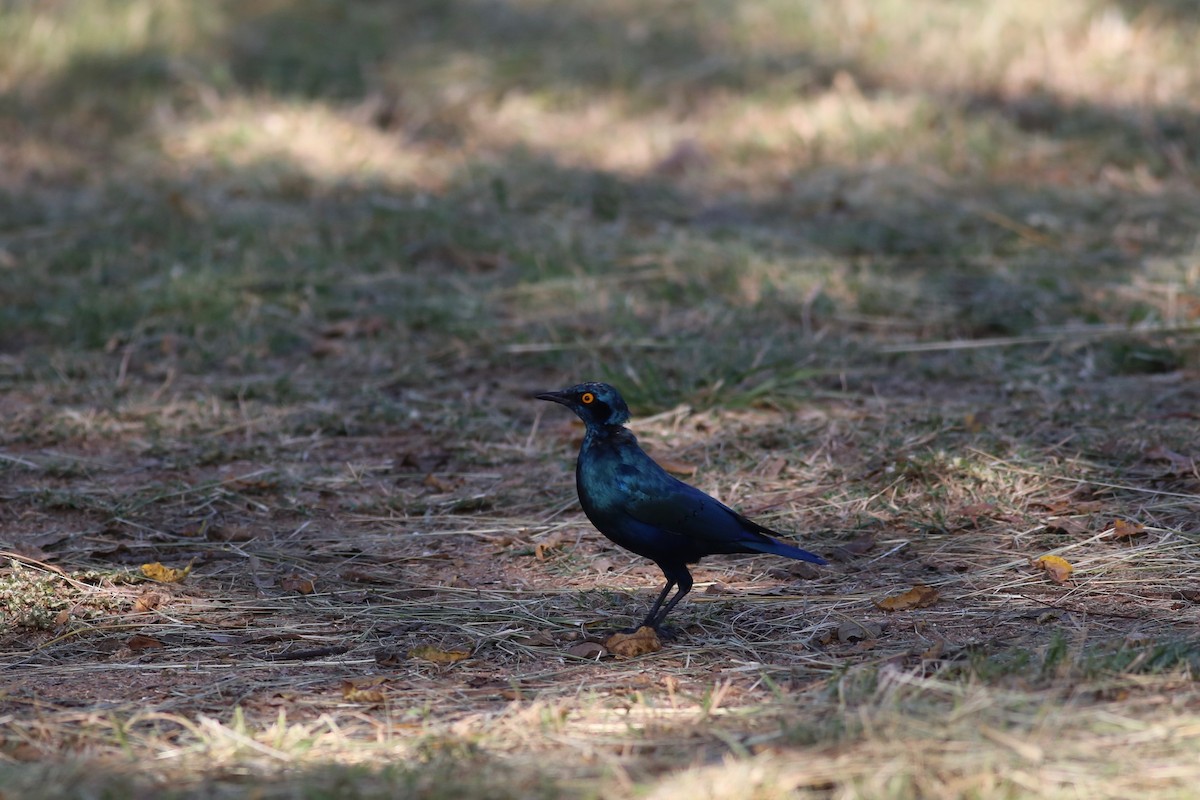 Greater Blue-eared Starling - ML104176541