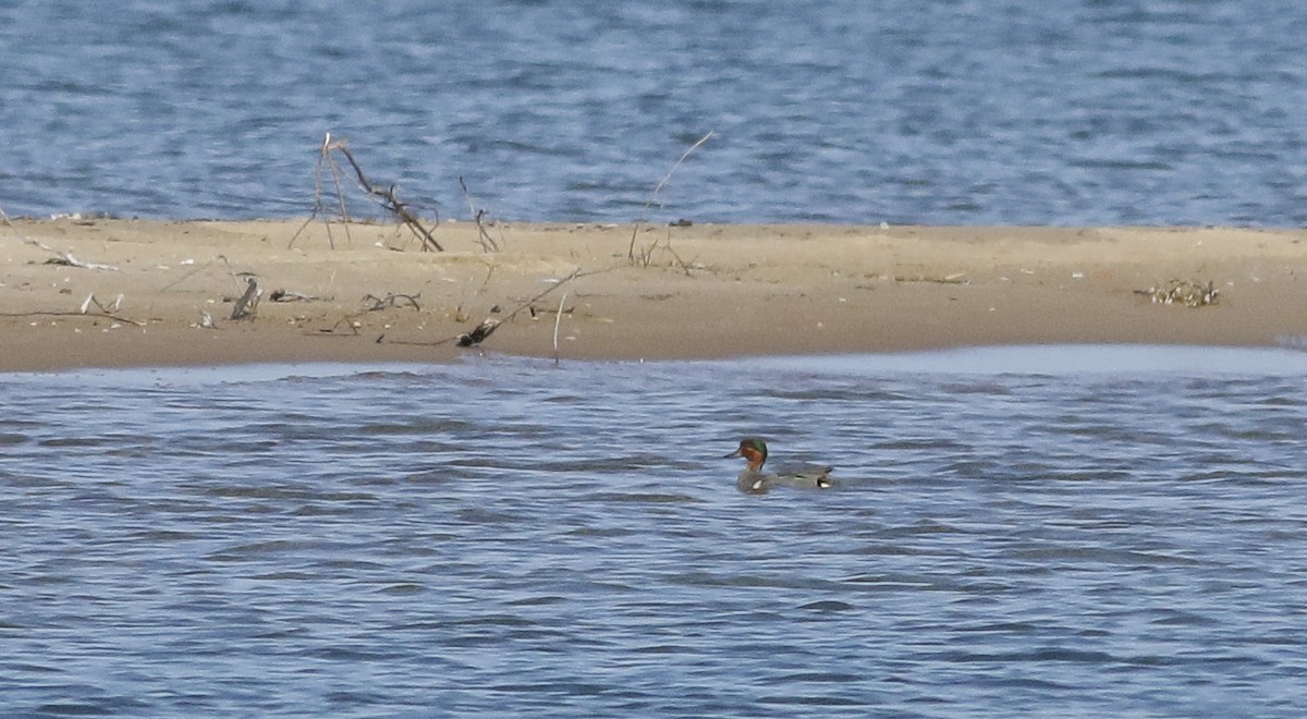 Green-winged Teal (American) - Phillip Odum