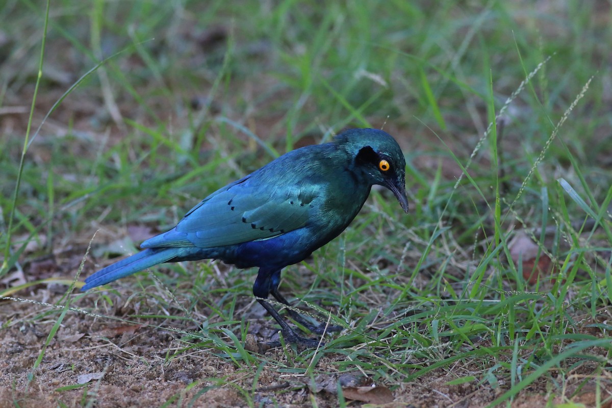 Greater Blue-eared Starling - ML104176761