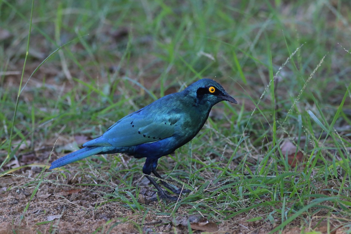 Greater Blue-eared Starling - ML104176791