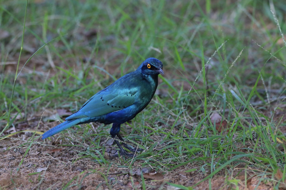 Greater Blue-eared Starling - ML104176801