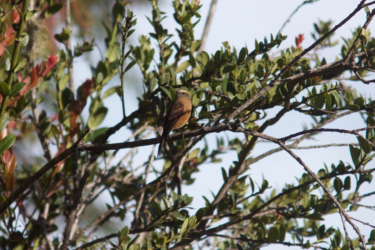 Brown-backed Chat-Tyrant - ML104177001