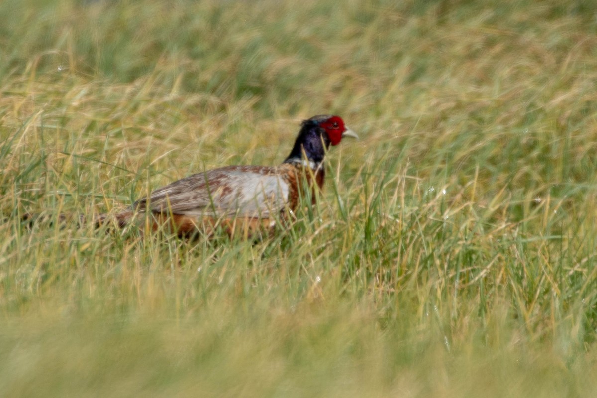 Ring-necked Pheasant - ML104184641