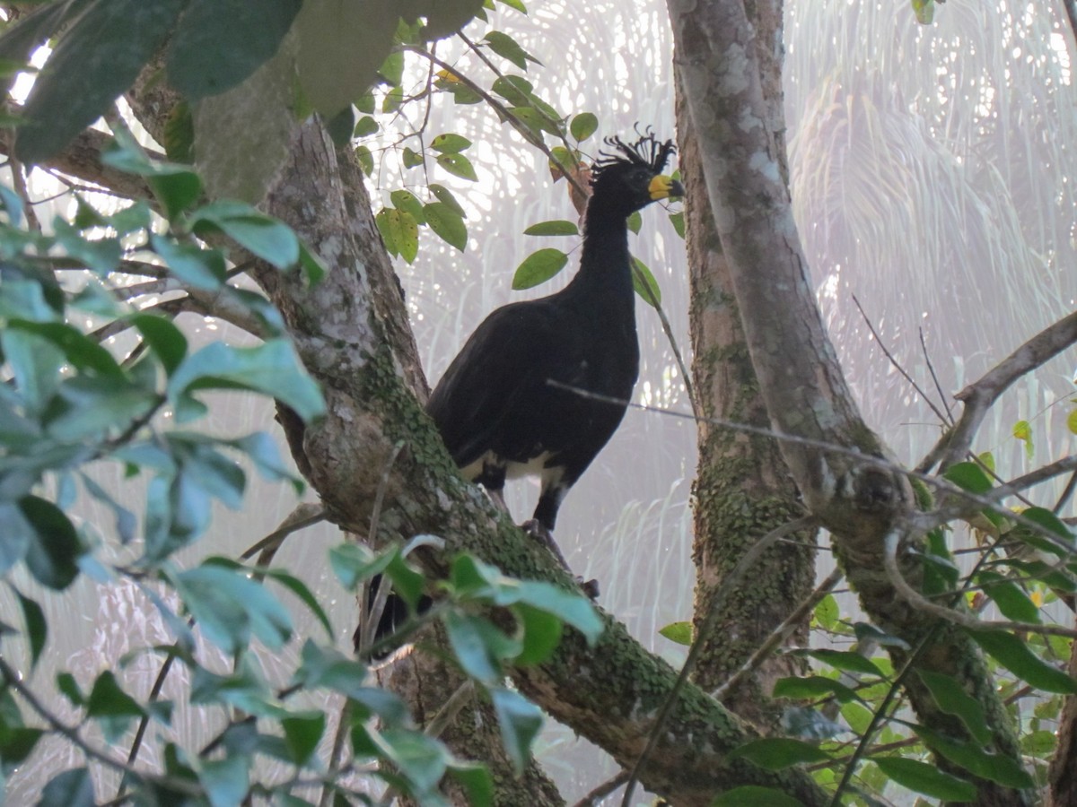Bare-faced Curassow - ML104185671
