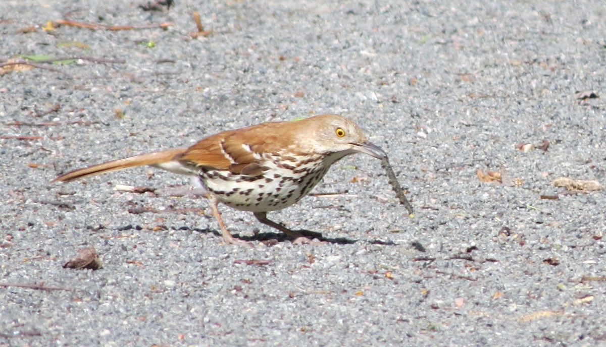 Brown Thrasher - Lucie Brossard COHL