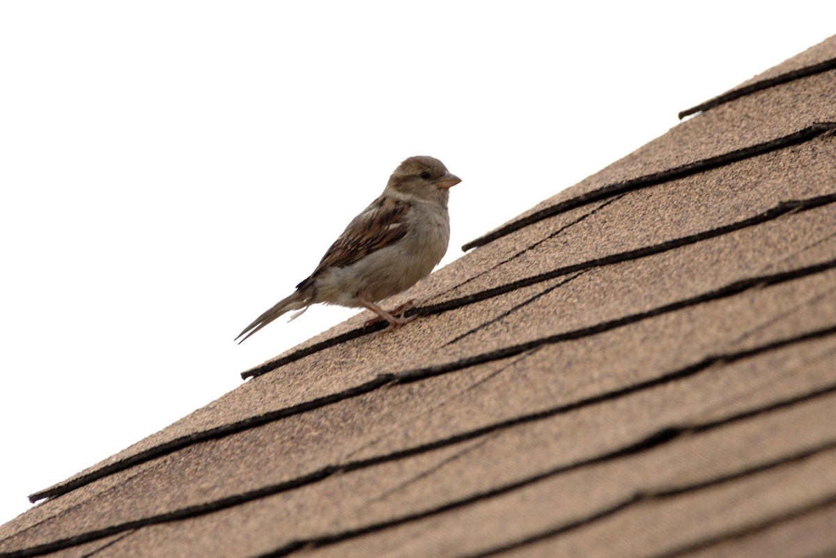 House Sparrow - John Corden