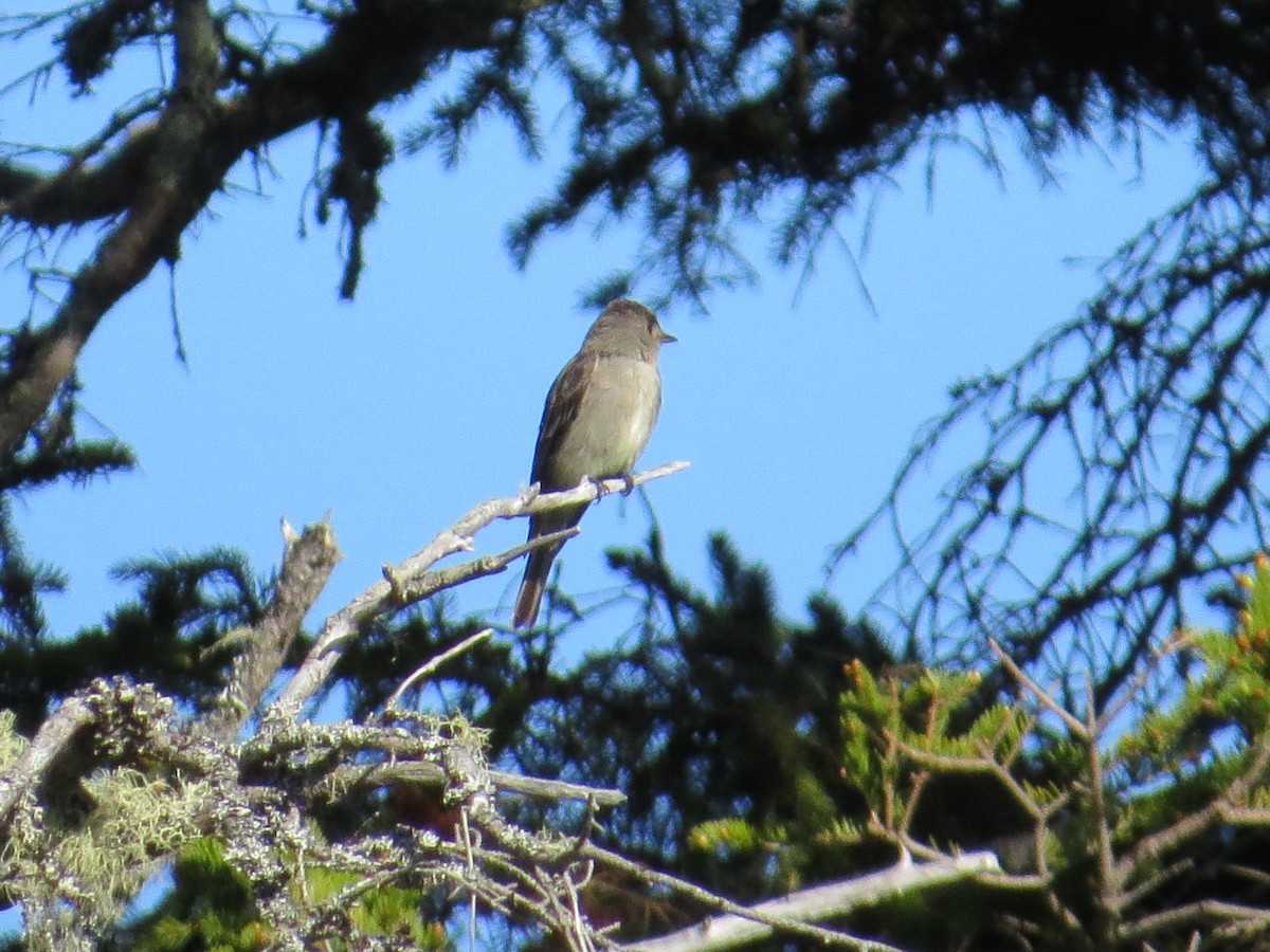 Western Wood-Pewee - Willy Hutcheson
