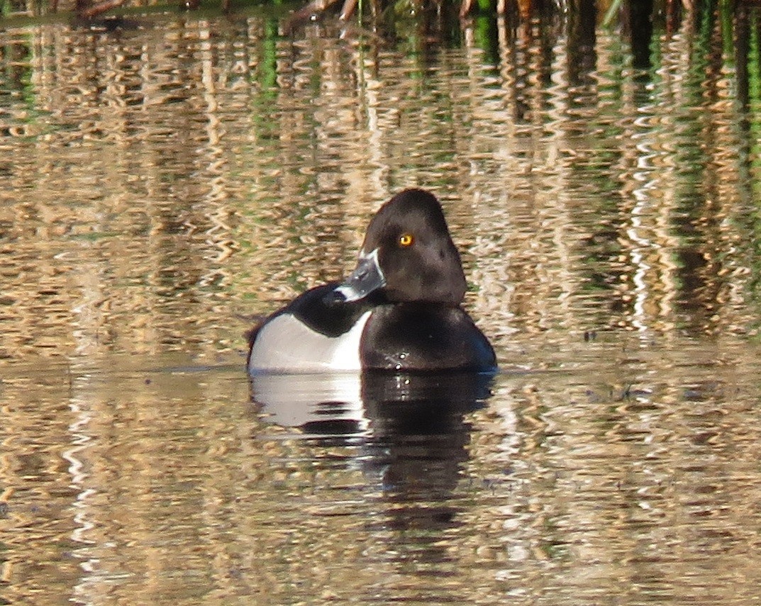 Ring-necked Duck - Jan Thom