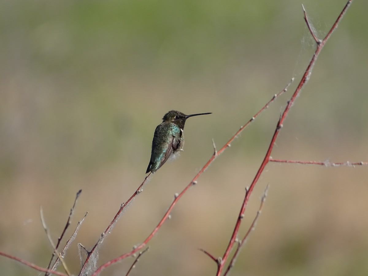 Black-chinned Hummingbird - Arthur Wilson
