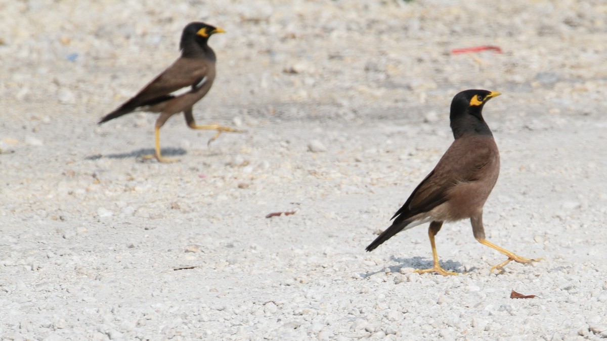 Common Myna - Don Coons