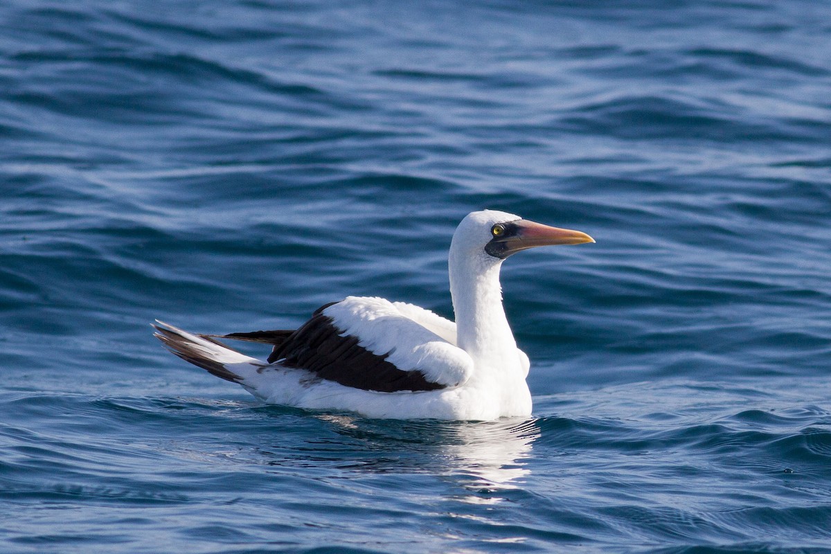 Nazca Booby - Bruce Rideout