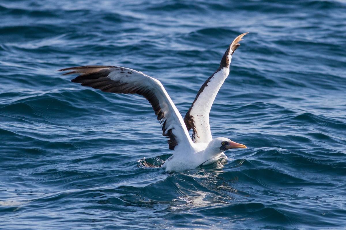 Nazca Booby - Bruce Rideout