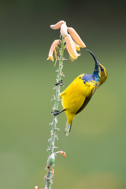 Sahul Sunbird