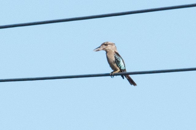 Blue-winged Kookaburra