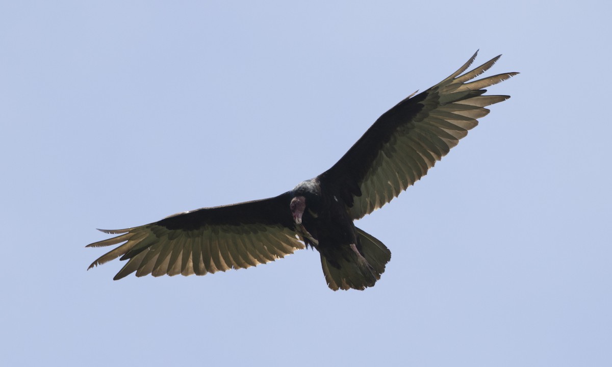 Turkey Vulture - ML104211331