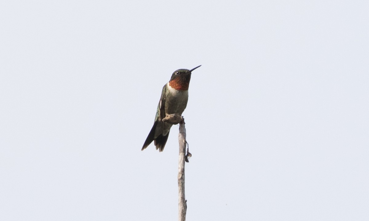 Ruby-throated Hummingbird - ML104212291